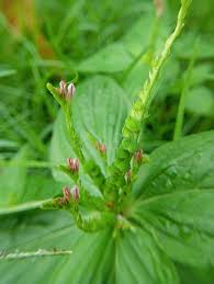 Image result for Spigelia anthelmia