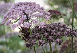 Image result for Daucus carota
