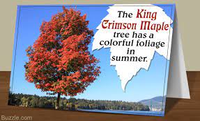 The crimson king maple is a medium size, moderate growth and high demand deciduous tree. Crimson Maple Trees Derrickandmelisa