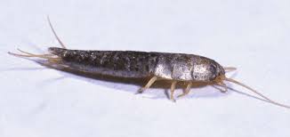 Silverfish in bedrooms silverfish enjoy moist, cool, and dark spaces. How To Eradicate Silverfish From An Apartment Life In Germany Toytown Germany