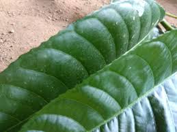 Halau tikus dengan daun pudina. Pokok Halau Jin Dari Rumah Kerusi Buluh