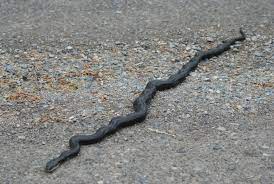 Similar to the reason why plants can deter snakes, there are some types of essential oils that snakes can't stand the smell of. Rat Snake Removal Control