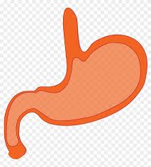 Stomach Anatomy Human Body Biology Science Cartoon Stomach Free Transparent Png Clipart Images Download Moment cartoon is a professional camera editor app which allows you to easily make cartoon picture of your photos. stomach anatomy human body biology