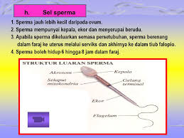 1 salurkan sperma dari testis ke uretra. Sistem Reproduktif Lelaki Ppt Download