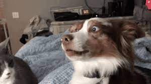 Find the perfect barking dog stock photos and editorial news pictures from getty images. Now I Will Bark Loudly Gif Cute Animals Funny Animals Animal Antics