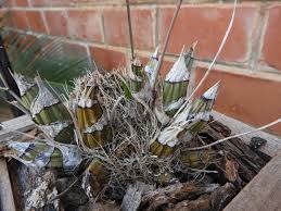 Image result for Graphorkis