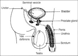 Blank diagram of human reproductive systems. Draw And Describe The Male Reproductive Organs In Humans From Science Reproduction In Animals Class 8 Cbse