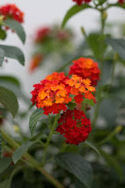 Image result for Lantana