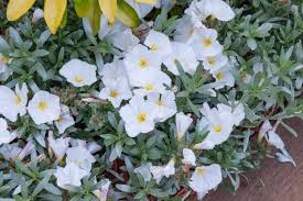 Image result for Convolvulus goyderi