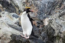 It was really nice to see my little ones recognize so many… Macaroni Penguin Wikipedia