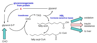 Total Fatty Acids Analysis Service Creative Proteomics