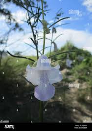 Image result for Sesamum calycinum