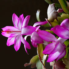 Flowers and valentine's day are a natural pairing. Ksl Greenhouse Best Plants For Valentine S Day