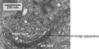 Organelles Biology For Non Majors I