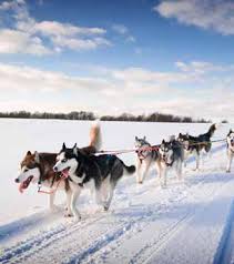 Bienvenue dans le monde particulier des chiens de traîneau ! Http Nordic Alsace Documents Guide 20bonnes 20pratiques 20a 20la 20neige Pdf