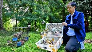 Hasil gambar untuk prabowo suka burung