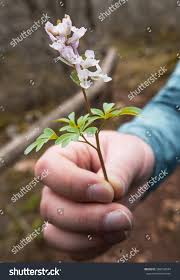 Image result for Epipogium