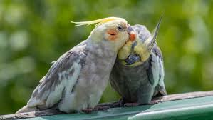 Here S Why There S No Such Thing As Caged Birds Peta