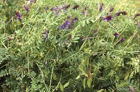 Image result for Polystachya villosa