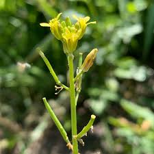 Image result for Erucastrum arabicum