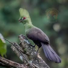 Image result for Aneilema aequinoctiale