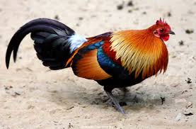 Mengenal Jenis Jenis Ayam Hias Yang Aneh Dan Unik Ayam Ayam Jantan Binatang