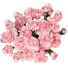Kroger Mini Carnations 15 Stems Mini Carnations Carnations Flower Names