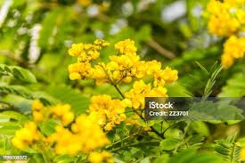 Image result for Fabaceae subfamily Caesalpinioideae