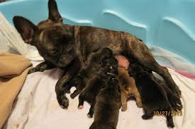 The french bulldog should be on the short list of breeds for anyone who lives without a vast tract of suburban backyard. Wisconsin French Bulldogs Home Facebook