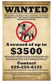Aren't you afraid of over hunting? Wild Hogs In Tennessee