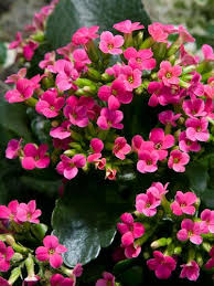 Good News These Indoor Plants Are Almost Impossible To Kill Plants House Plants Indoor Flowers