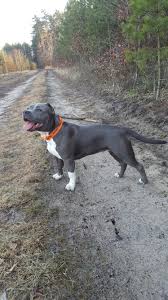 Make a down or full payment today to reserve or get your new fur baby. Xxl Pitbull Puppies For Sale In Ohio Bmo Show