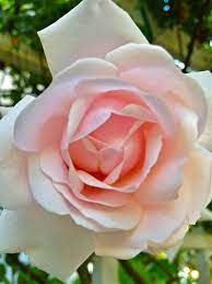 Climbing New Dawn Rose A Reliable Classic Which Given Lots Of Space Can Cover The A Big Arch Or The Side Of A Hous New Dawn Climbing Rose Rose Vignette Design