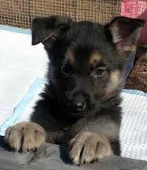 Feb german shepherds originated in germany and were first intended as working dogs so today they'll thrive when given a job. German Shepherd Puppies For Sale Warren Ma 189096