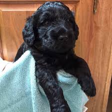 Quality nutrition and raising puppies with the puppy culture meth Beautiful Black Goldendoodle Puppies Available In Minnesota Goldendoodle Puppy Goldendoodle Black Goldendoodle