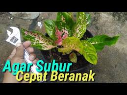 Cara Memupuk Tanaman Bunga Keladi Youtube
