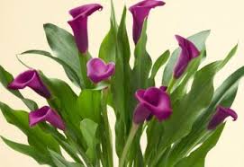 We did not find results for: When Do Calla Lilies Bloom Proflowers Blog