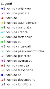 Image result for Eriochloa fatmensis