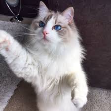 Solid ragdoll kittens with eye color ranging from a bright gold to green. Blue Lynx Bicolor Ragdoll Cat Follow Us On Instagram Nuggetandarchie Cats Ragdoll Cat Ragdoll Cat Breed