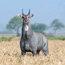 The Nilgai Also Known As Blue Bull Is The Largest Asian Antelope And Quite An Absolute Unit Https Ift Tt 34gr Unusual Animals Majestic Animals Rare Animals