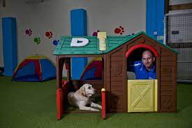 Mark Had Been Unemployed Since May 2010 He Turned To The Prince S Trust With An Idea Of Setting Up A Dog Walking And Training Serv Doggy Doodle Dog Dog Spaces