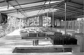 1 A Well Laid Out Hygienic Tree Seedling Propagation Facility Download Scientific Diagram