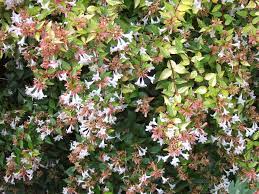 Shrub photos, flowering shrubs, colorful bushes, pictures of shrubs. 10 Best Flowering Trees And Shrubs For Adding Color To Your Yard Better Homes Gardens