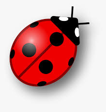 Transparent Lady Bug Png Ladybird Png Png Download Kindpng Your download will start automatically in. transparent lady bug png ladybird png