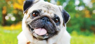 Boarhound/great dane in novels, neapolitan mastiff in films in the harry potter novels, rubeus hagrid the gamekeeper has a dog named fang, who is described to be a large boarhound (or great dane) who slobbers constantly. What Kind Of Dog Was Snoopy Modern Dog Magazine