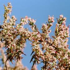 Image result for Tamarix usneoides