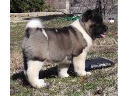Black And White Akita Puppy For Sale Male And Female Akitas Puppies For Sale Now Akita Puppies Akita Puppies For Sale Female Akita