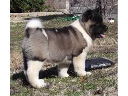 Browse thru our id verified puppy for sale listings to find and don't forget the puppyspin tool, which is another fun and fast way to search for akita puppies for sale in california, usa area and akita. Male And Female Akitas Puppies For Sale Now In 2021 Akita Puppies Akita Puppies For Sale Female Akita