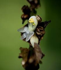 Image result for Polyspatha paniculata