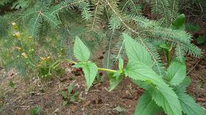 Image result for Scleria griegifolia